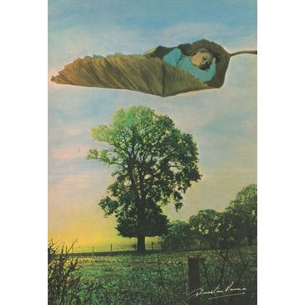 Leaf Levitation Unique Hertfordshire 1980s Postcard