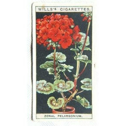 1925 Wills Flower Culture in Pots No. 39 Zonal Pelargonium