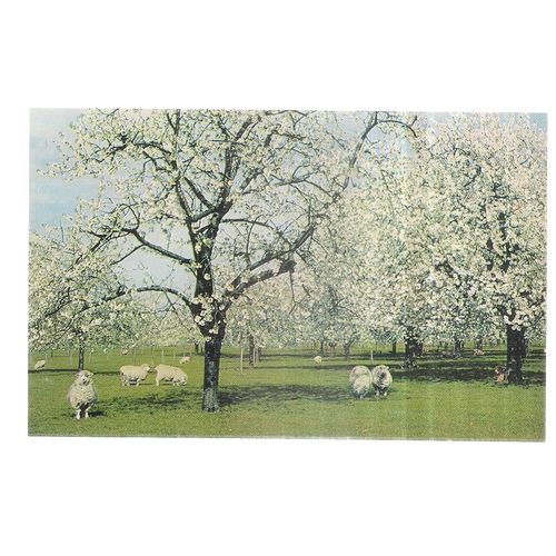 A KENT CHERRY ORCHARD. unused vintage postcard by J. Salmon =