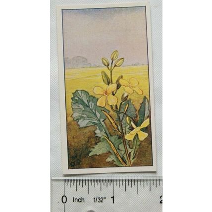 Vintage: Dutch card Jac. P. Thijsse, Lente No. 41 Koolzaad