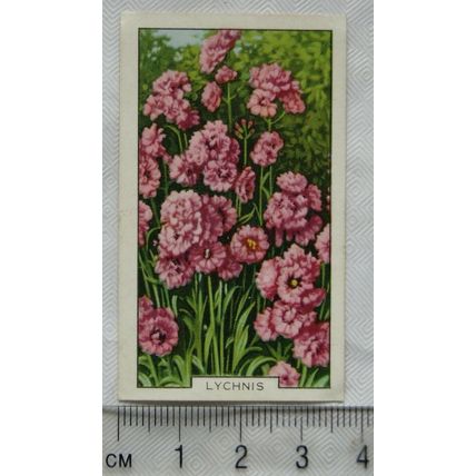 1938 Gallaher's Garden flowers No. 43 Lychnis