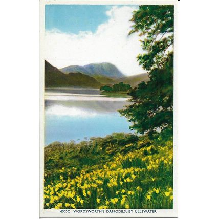 Wordsworth's Daffodils By Ullswater, Lake District, England, UK - Photo Postcard