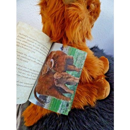 Highland Cow, Heather 16" With Illustrated Booklet Can Be Personalised/Wrapped