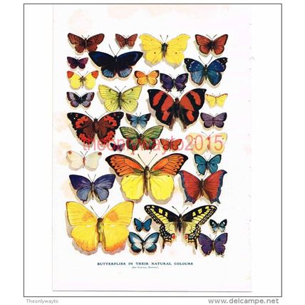 Butterflies in their Natural Colours, Book Illustration (Print), c1907