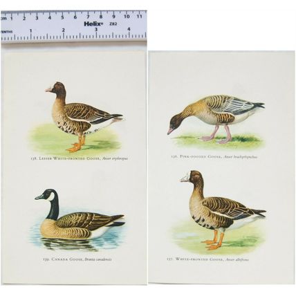 Coloured illustration: Pink-footed, White-fronted, Lesser & Canada goose