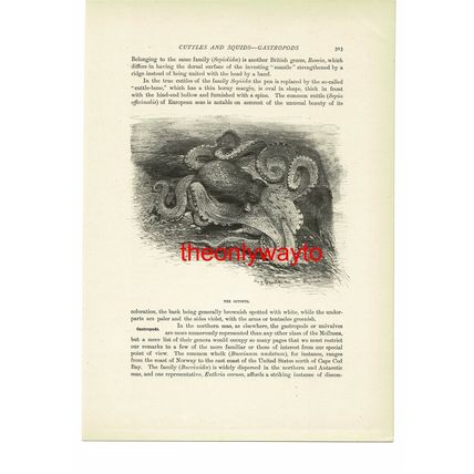 Octopus (Naked Gilled Gastropod On Reverse), Book Illustration (Print), c1916