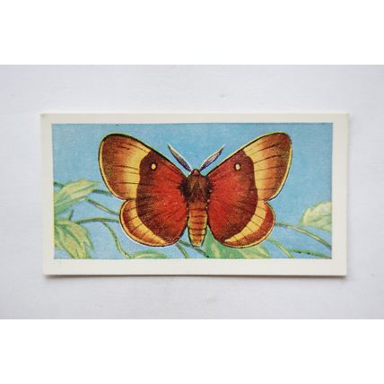 1958 Swettenham tea card Butterflies & Moths No. 22 Oak Eggar