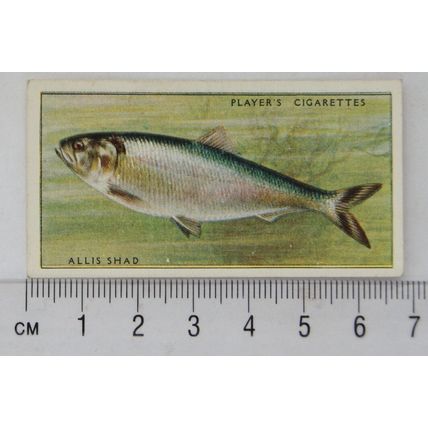 1933 Players Fresh-water Fishes, pink back No. 39 Allis Shad or Ale-wife