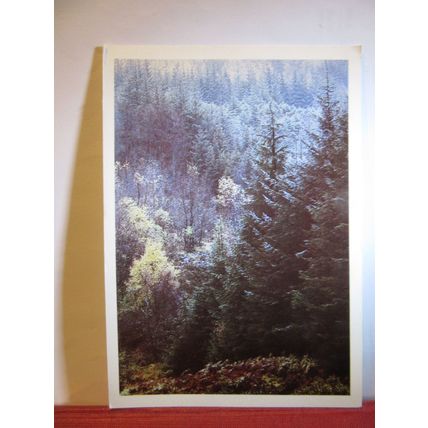 LOCH ARD FOREST, ABERFOYLE, STIRLINGSHIRE unused postcard by Colin Baxter 1984=
