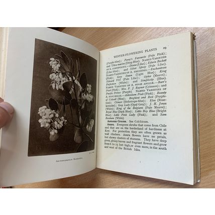 c1950 WINTER FLOWERING PLANTS FOR OUTDOOR BORDERS ILLUSTRATED HARDBACK BOOK (P3)