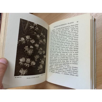 c1950 WINTER FLOWERING PLANTS FOR OUTDOOR BORDERS ILLUSTRATED HARDBACK BOOK (P3)
