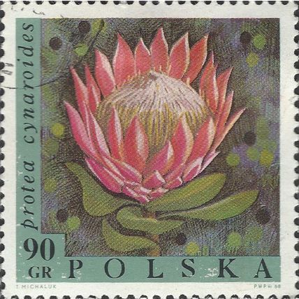 POLAND, FLOWER, Protea cynaroides, green-grey 1968, 90gr