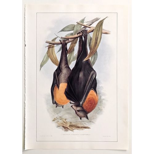 Greyheaded Flying Fox Bat Vintage Animal Print 1845 J Gould poster Art Decor