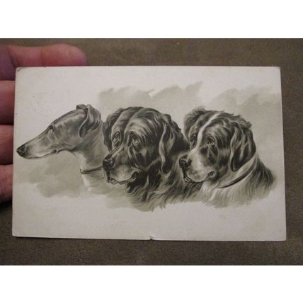 1905 fr Greeting Postcard - Greyhound / Labrador & Other Dog