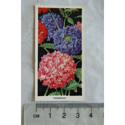 1936 Carreras Flowers No. 17 Verbenas