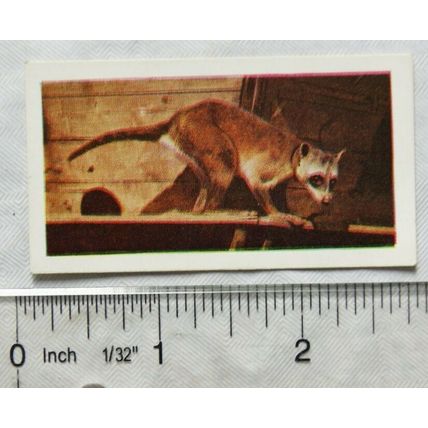 1958 Horniman's Tea card Wild animals No. 26 Raccoon