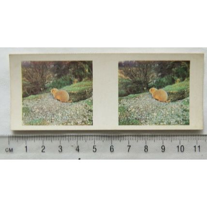 1960s Weetabix 3-D Animal Card No. 25 The Prairie Marmot