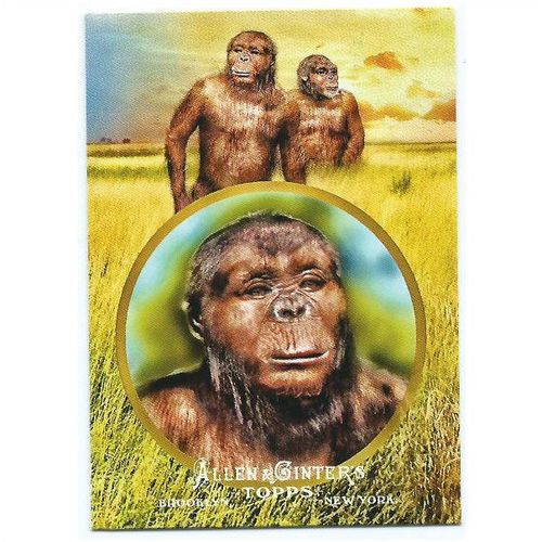2011 Topps Allen and Ginter Ascent of Man - #AOM-21 - Australopithecus