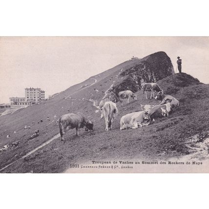 Troupeau De Vaches Au Sommet Des Rochers De Naye Swiss Postcard
