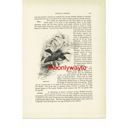 Green Tody, Animal Book Illustration (Print), c1916