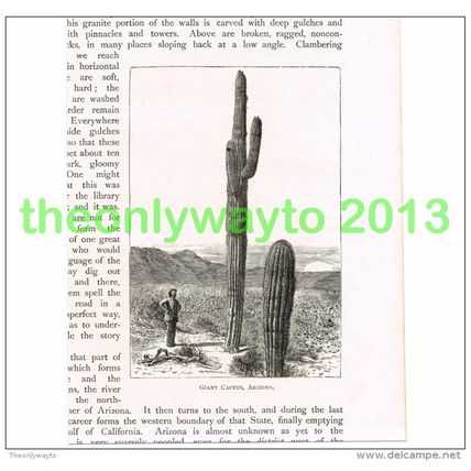 GIANT CACTUS, ARIZONA, USA, BOOK ILLUSTRATION (PRINT) 1891