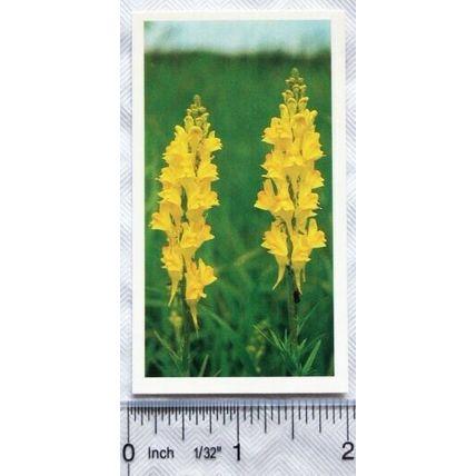 1989 Grandee Britain's Wild Flowers 27 Yellow Toadflax