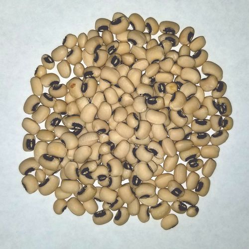 0.500oz California Blackeye Cowpea Seeds Non-GMO