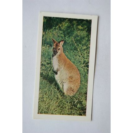 1958 Horniman's Tea card Wild animals No. 6 Wallaby