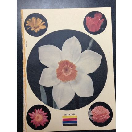 Heat Transfer Iron on Decal set of 5 flowers Woman's Day Magazine April 1978
