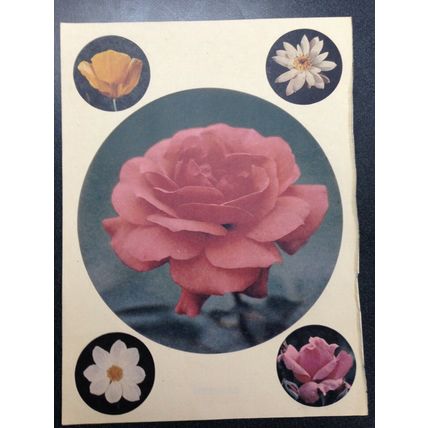 Heat Transfer Iron on Decal set of 5 flowers Woman's Day Magazine April 1978 #2