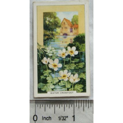 1939 Gallaher's Wild flowers No. 48 Water Crowfoot