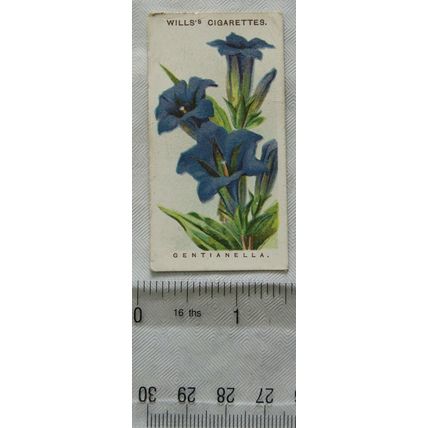1913 Wills, Alpine Flowers No. 12 Gentianella