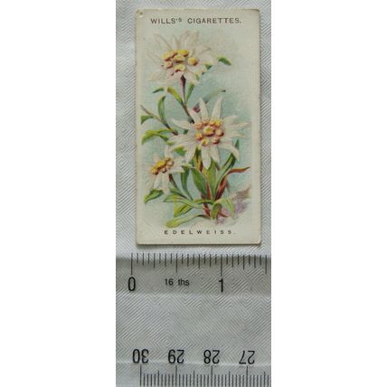 1913 Wills, Alpine Flowers No. 17 Edelweiss