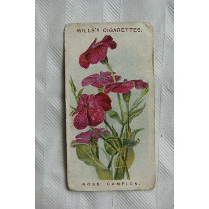 1913 Wills Old English Garden Flowers 2nd series No. 50 Rose Campion