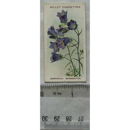 1913 Wills, Alpine Flowers No. 13 Campanula Baumgarten