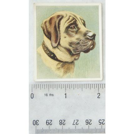 1939 Godfrey Phillips Our Dogs No. 12 The Mastiff