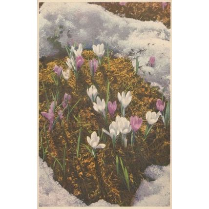 Spring Crocus Vintage Flowers Postcard