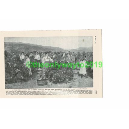 Rose Fields of Eastern Rumelia, Bulgaria, Book Illustration, c1920