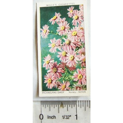 1939 Wills Garden Flowers No. 30 Michaelmas Daisy