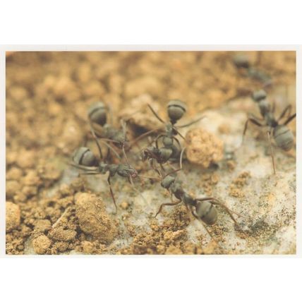 Worker Ant Ants Building Home Nest Amazing Insect Postcard