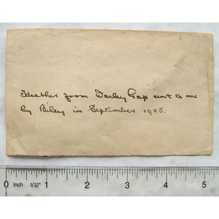 1905 dried heather from Warley Gap