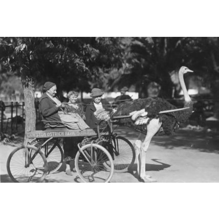 Cawston Ostrich Farm USA Giant Ostrich Transport Bird Plain Back Postcard Photo