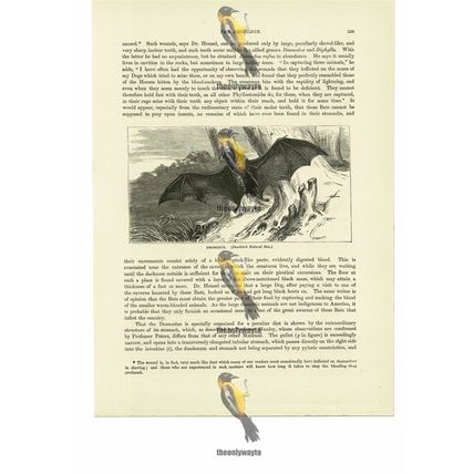 Desmodus Bat, Book Illustration (Print), 1884