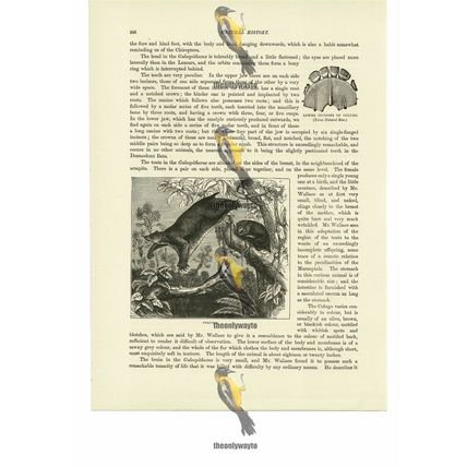Colugo, Book Illustration (Print), 1884