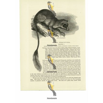 Low's Ptilocerque, Book Illustration (Print), 1884