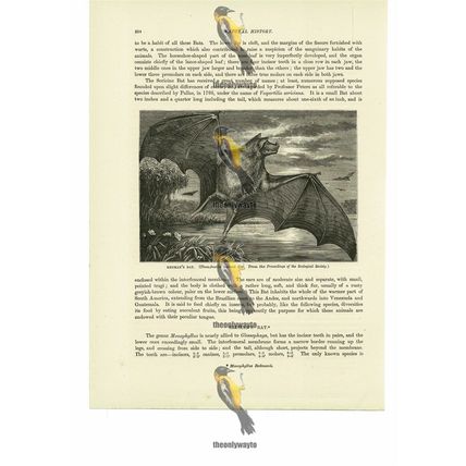 Redman's Bat, Book Illustration (Print), 1884