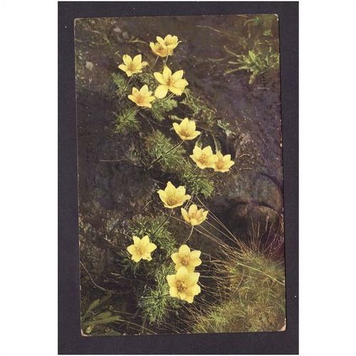 FLOWERS POST CARDS - ANEMONE SULPHUREA - NICE COLOURED PICTURE - UNUSED