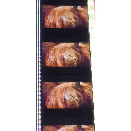 Labyrinth. Pk VZA - C070r. - 1 STRIP OF 5 - 35MM FILM CELLS