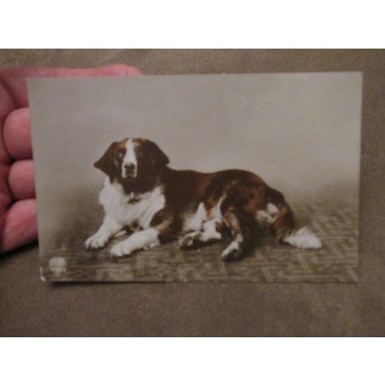 Early fr Postcard - Saint Bernard Dog ?