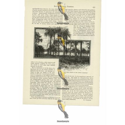 Scenery Of Southern Florida, USA, Book Illustration (Print), 1892